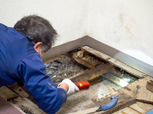 Mold Testing and Removal in Buhl, ID