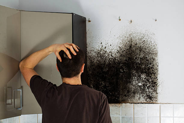 Best Residential Mold Removal  in Buhl, ID