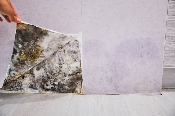 Best Mold Damage Repair  in Buhl, ID